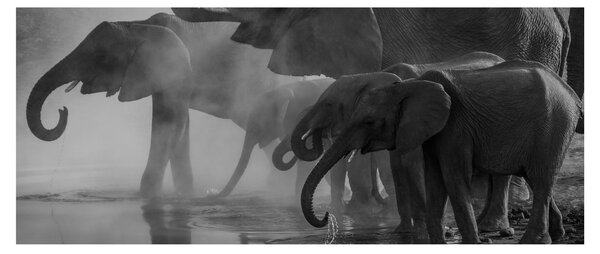 Tablou cu elefanți - albnegru (120x50 cm)