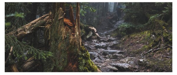 Tablou - În pădure (120x50 cm)