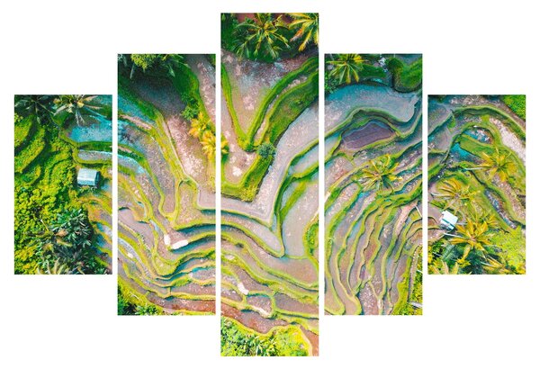 Tablou cu lanuri de orez din privire de sus (150x105 cm)