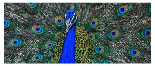 Tablou - Păun (120x50 cm)