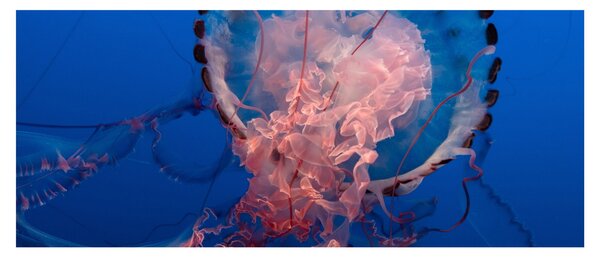 Tablou - Medusa (120x50 cm)