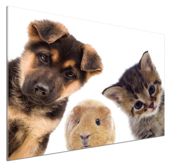 Panou de bucătărie Animale de companie