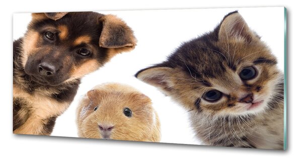 Panou de bucătărie Animale de companie