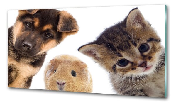 Panou de bucătărie Animale de companie