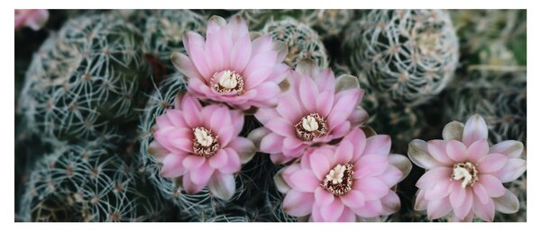Tablou floare de cactus (120x50 cm)