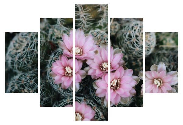 Tablou floare de cactus (150x105 cm)