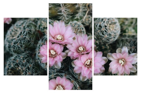 Tablou floare de cactus (90x60 cm)
