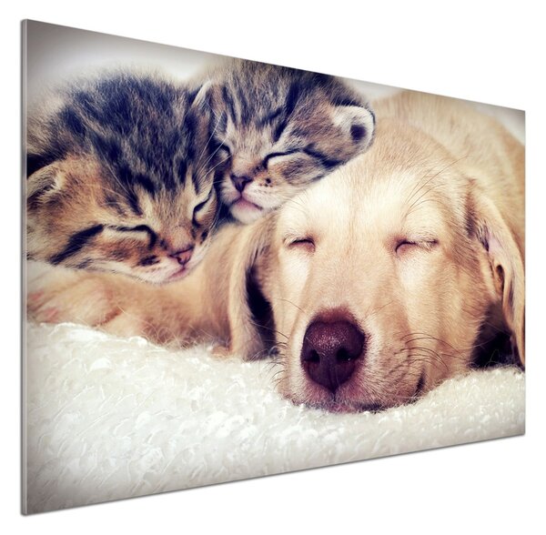 Panou sticlă decorativa bucătărie Puppy și pisici