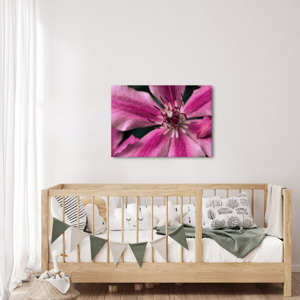 Tablou cu floarea roz de clematis (70x50 cm)