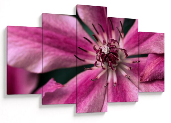 Tablou cu floarea roz de clematis (150x105 cm)