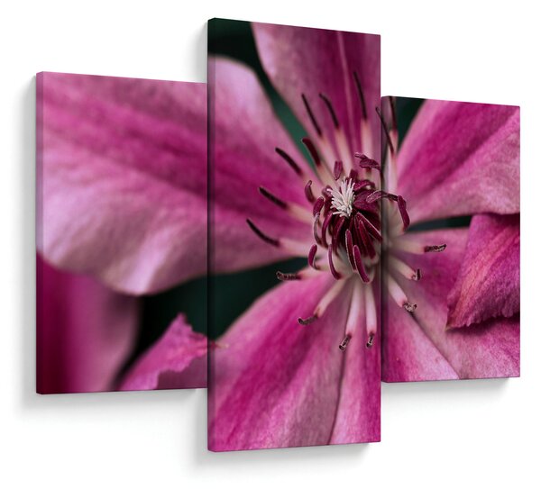 Tablou cu floarea roz de clematis (90x60 cm)