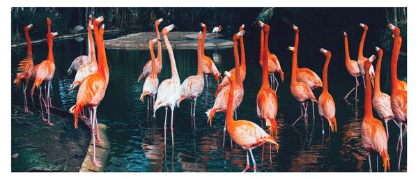 Tablou - turmă de flamingo (120x50 cm)