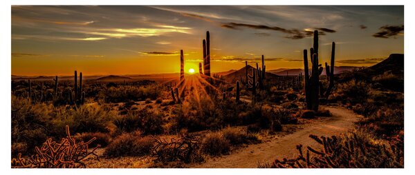 Tablou - Sfărșit de zi în deșertul Arizona (120x50 cm)