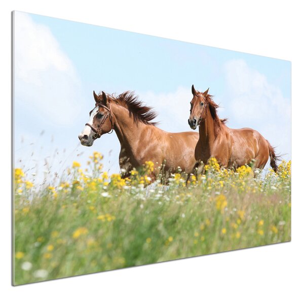 Sticlă pentru bucătărie Doi cai în galop
