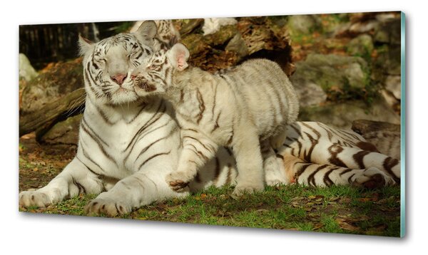 Sticlă bucătărie Tigers