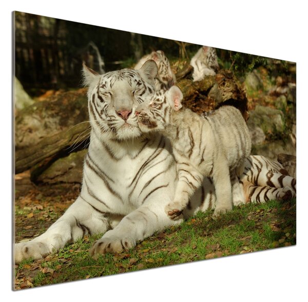 Sticlă bucătărie Tigers
