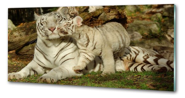 Sticlă bucătărie Tigers
