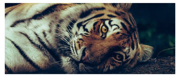 Tablou - Tigrul Siberian (120x50 cm)