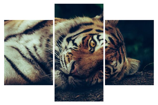 Tablou - Tigrul Siberian (90x60 cm)