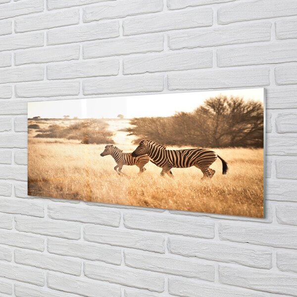 Panouri de sticlă Zebra câmp apus de soare