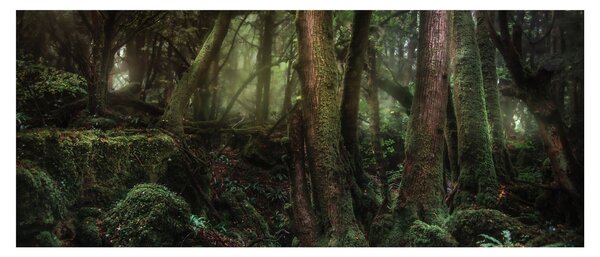 Tablou - Pădurea enigmatică (120x50 cm)