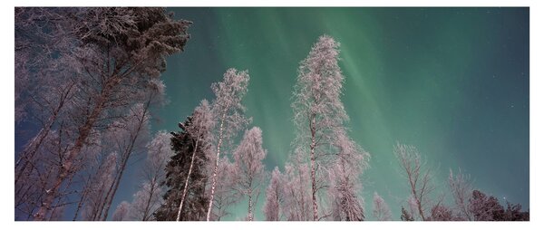 Tablou cu aurora borealis deasupra pomilor înghețați (120x50 cm)