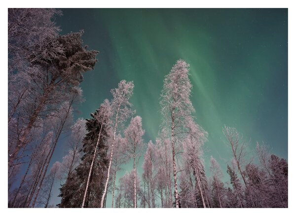Tablou cu aurora borealis deasupra pomilor înghețați (70x50 cm)