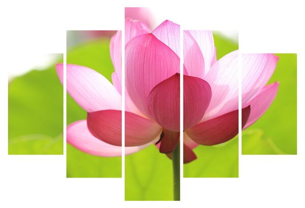 Tablou cu flori de lotus (150x105 cm)