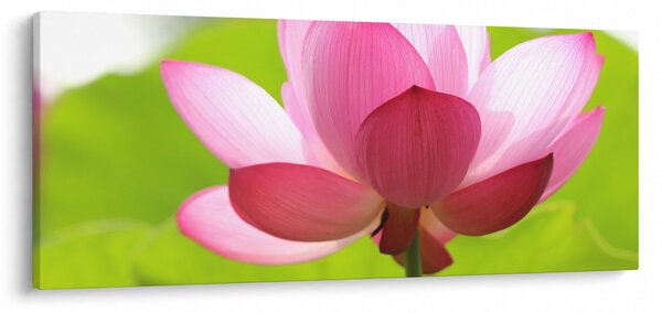 Tablou cu flori de lotus (120x50 cm)