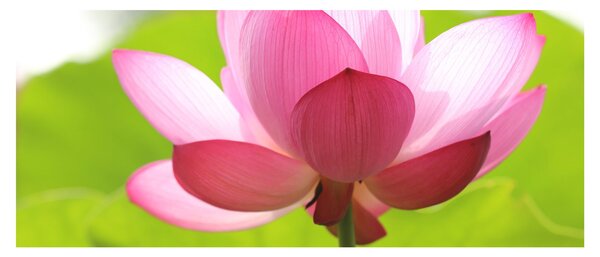 Tablou cu flori de lotus (120x50 cm)