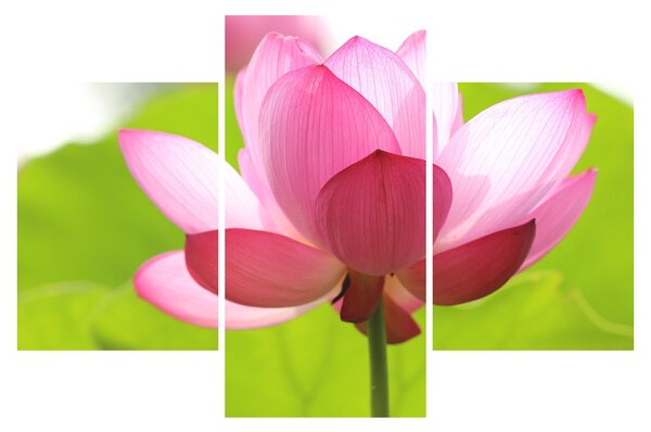 Tablou cu flori de lotus (90x60 cm)