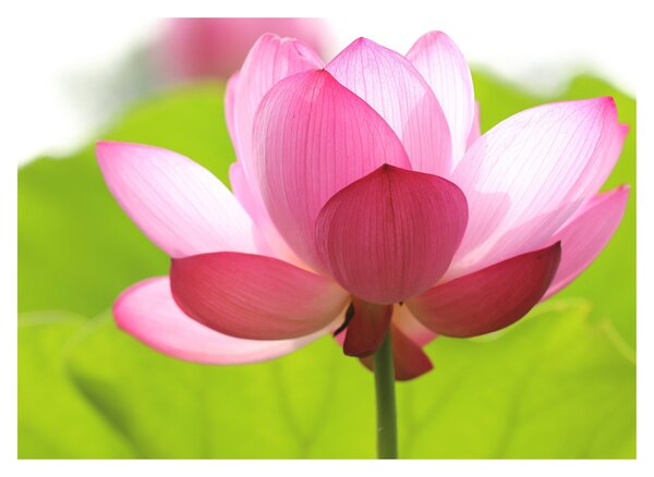 Tablou cu flori de lotus (70x50 cm)