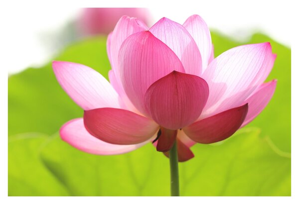 Tablou cu flori de lotus (90x60 cm)