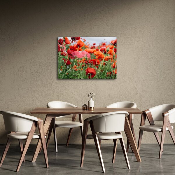 Tablou din câmp cu maci (70x50 cm)