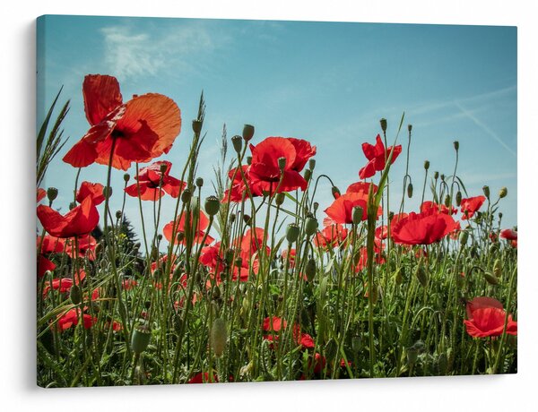 Tablou - Pe câmpul cu maci (70x50 cm)