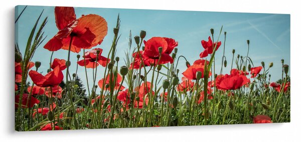 Tablou - Pe câmpul cu maci (120x50 cm)