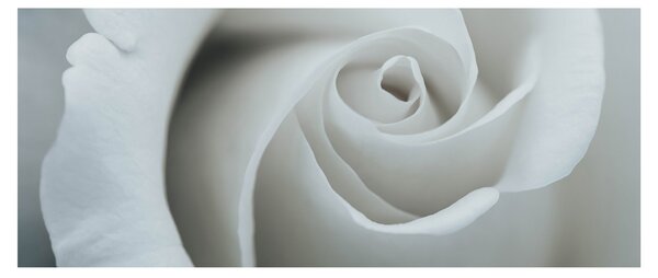 Tablou - Trandafirul alb (120x50 cm)
