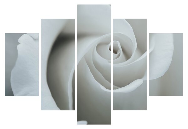 Tablou - Trandafirul alb (150x105 cm)
