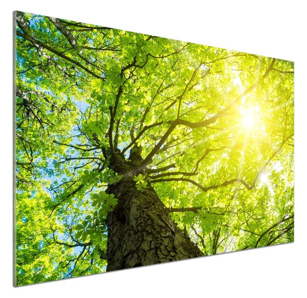 Panou sticla securizata bucatarie primăvară castan