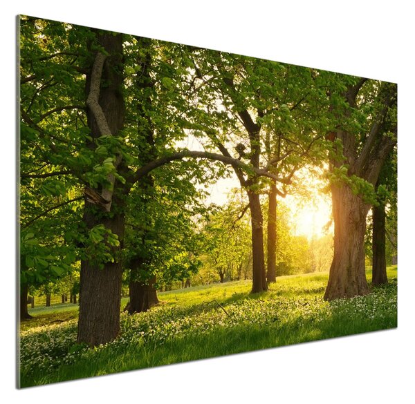 Sticlă bucătărie Copaci în parc