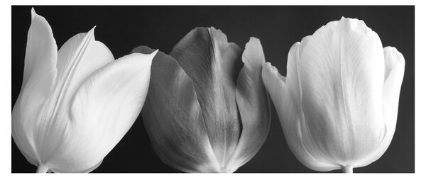 Tablou - Lalele alb negre (120x50 cm)