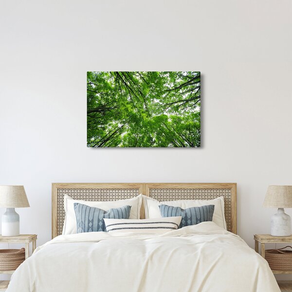 Tablou - privire în coroanele pomilor (90x60 cm)