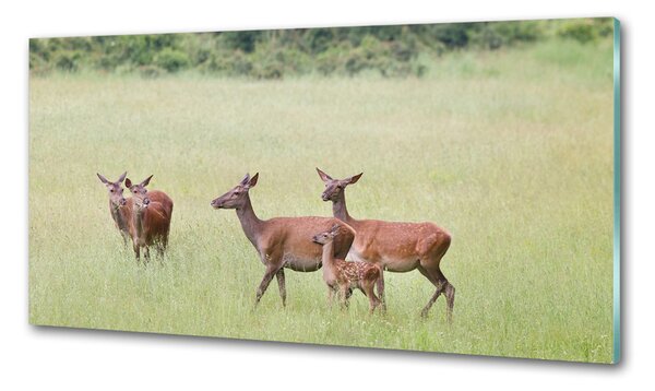 Panou sticlă decorativa bucătărie Deer cu tinere