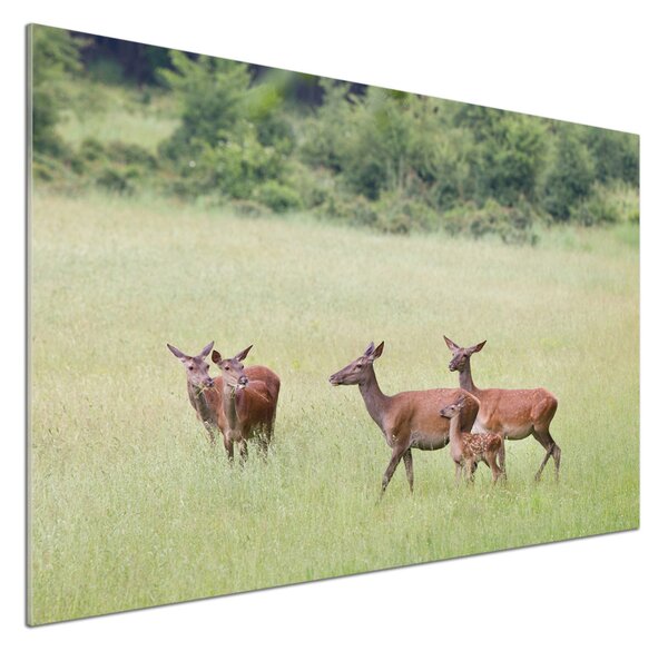 Panou sticlă decorativa bucătărie Deer cu tinere