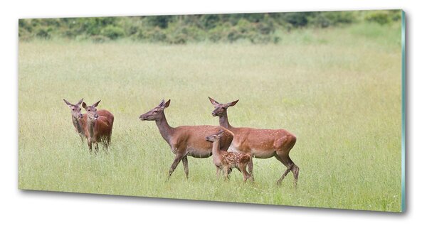 Panou sticlă decorativa bucătărie Deer cu tinere