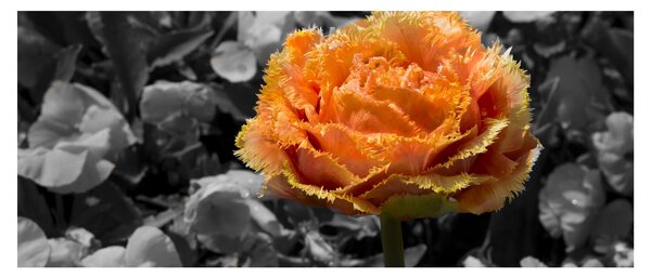 Tablou cu floare (120x50 cm)