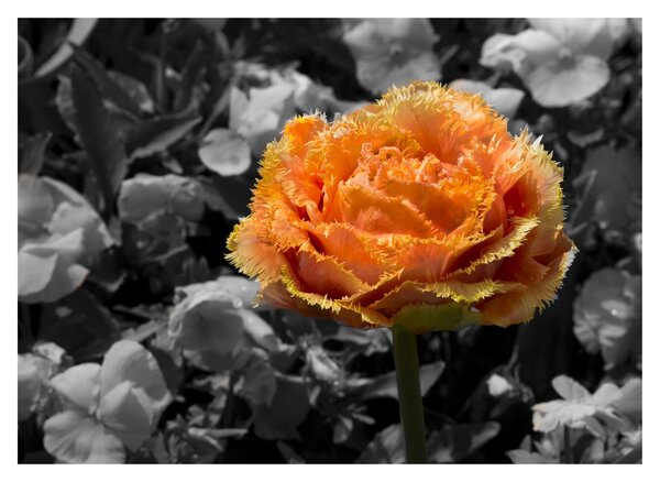 Tablou cu floare (70x50 cm)
