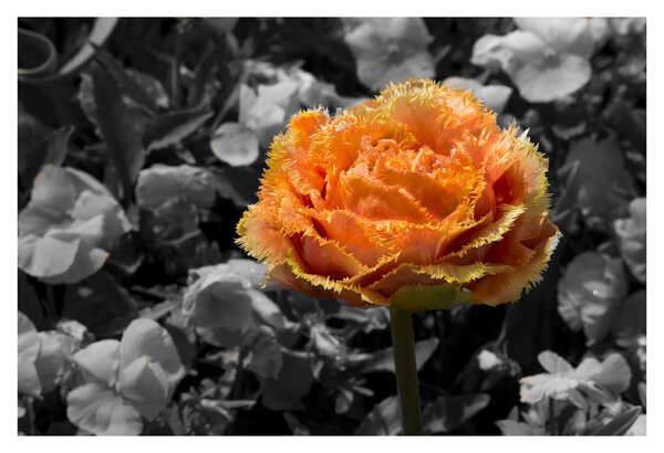 Tablou cu floare (90x60 cm)