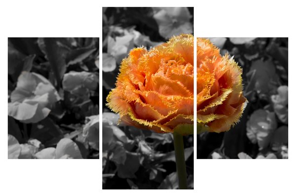 Tablou cu floare (90x60 cm)