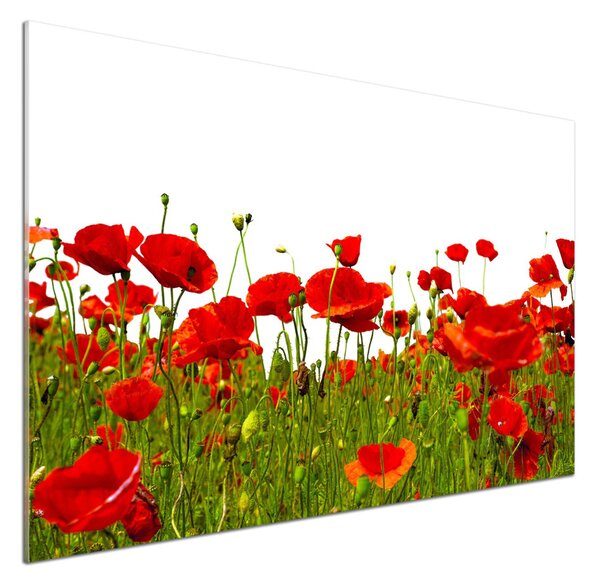 Panou perete bucătărie wildflowers maci